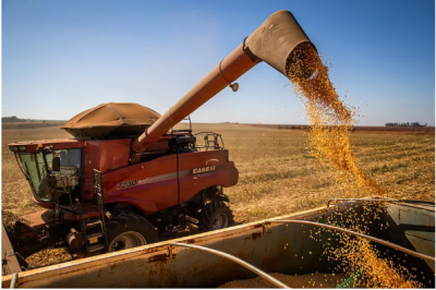 Imagem da notícia Segunda safra de milho em MS se aproxima do fim com colheita em 88,6% na região Norte